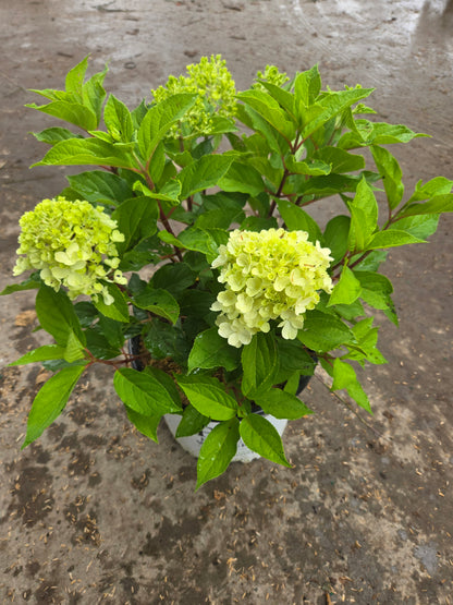 Fire Light Tidbit® Panicle Hydrangea (Hydrangea pan. 'Fire Light Tidbit')