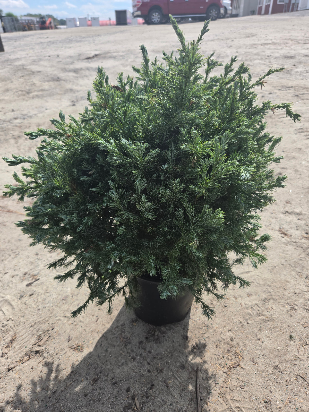 True Blue False Cypress (Chamaecyparis pisifera 'True Blue')