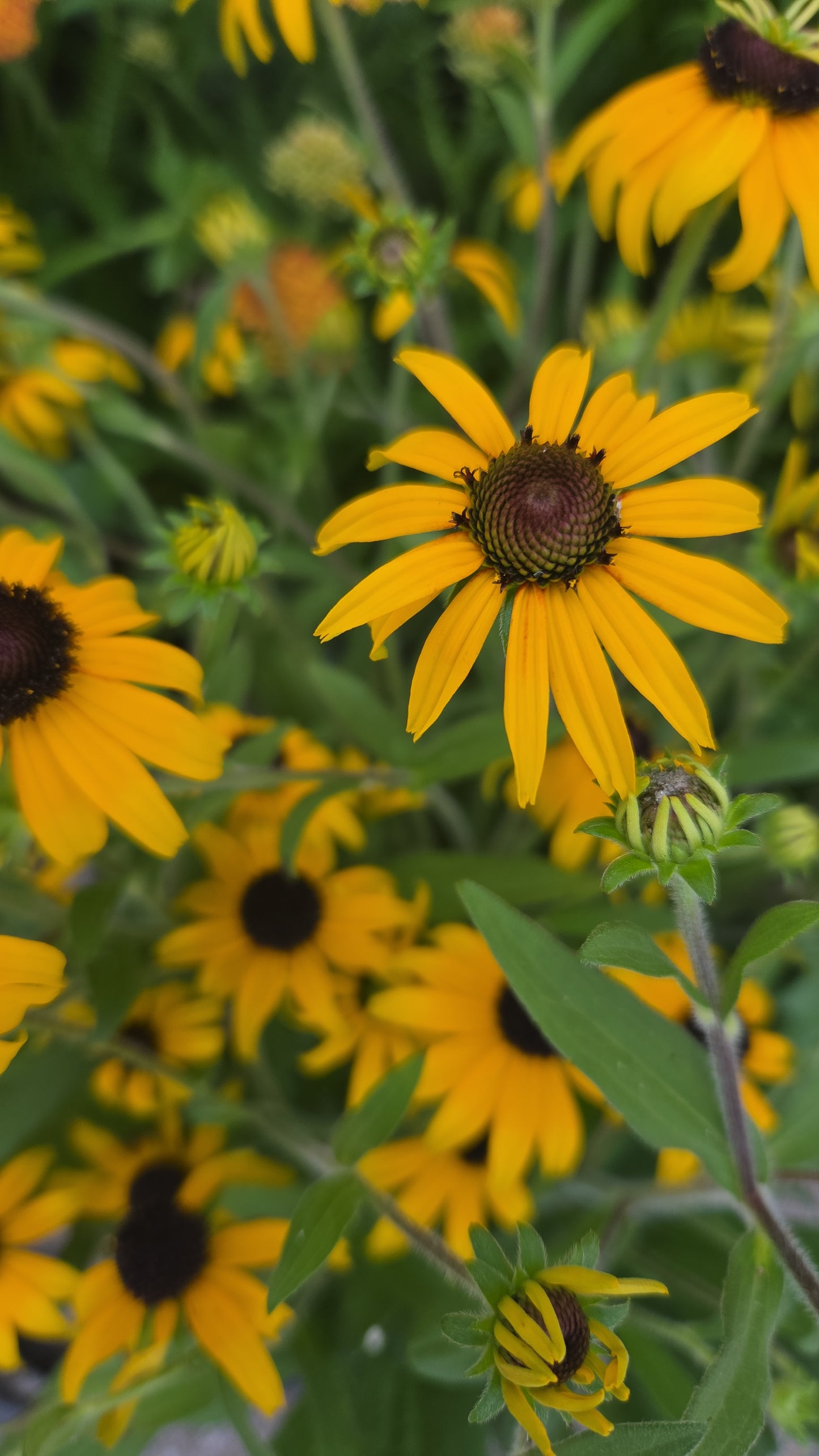 American Gold Rush | Black-Eyed Susan