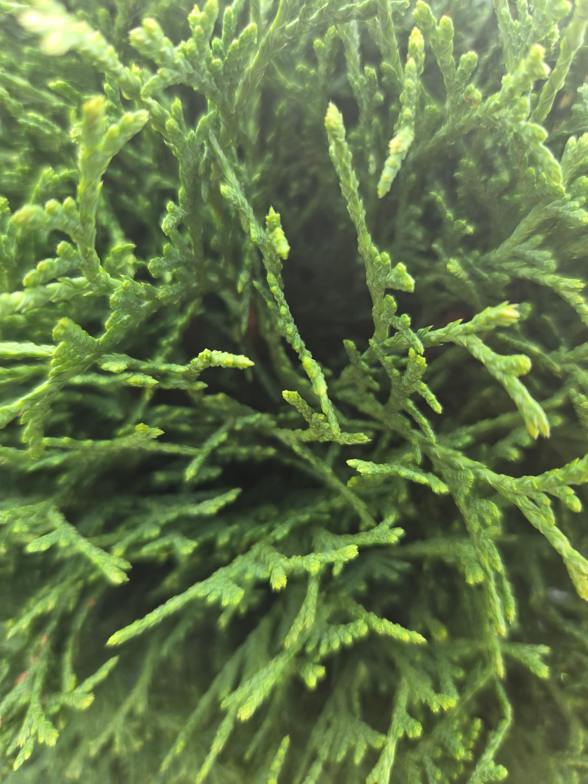 Hetz Midget Arborvitae (Thuja occidentalis 'Hetz Midget')