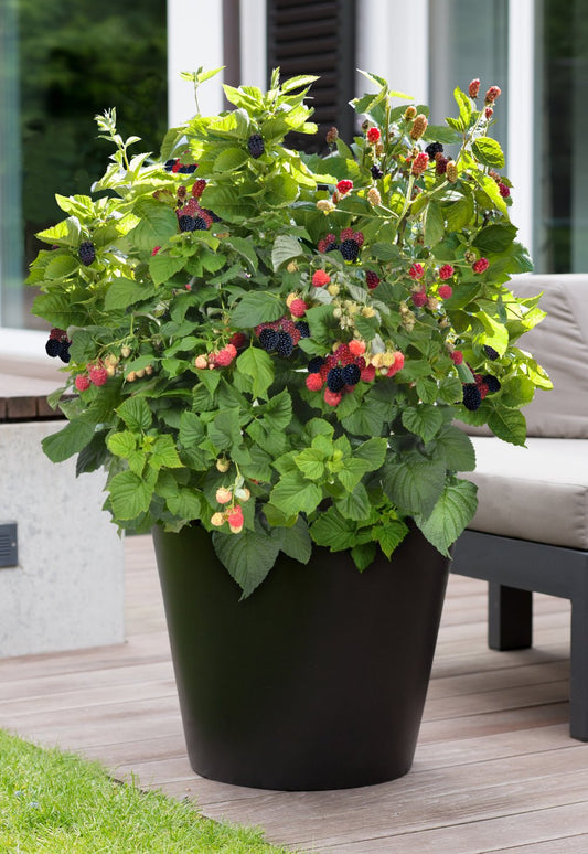 Baby Cakes® Thornless Blackberry (Rubus 'Baby Cakes')