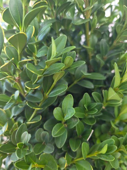 Green Mountain | Boxwood