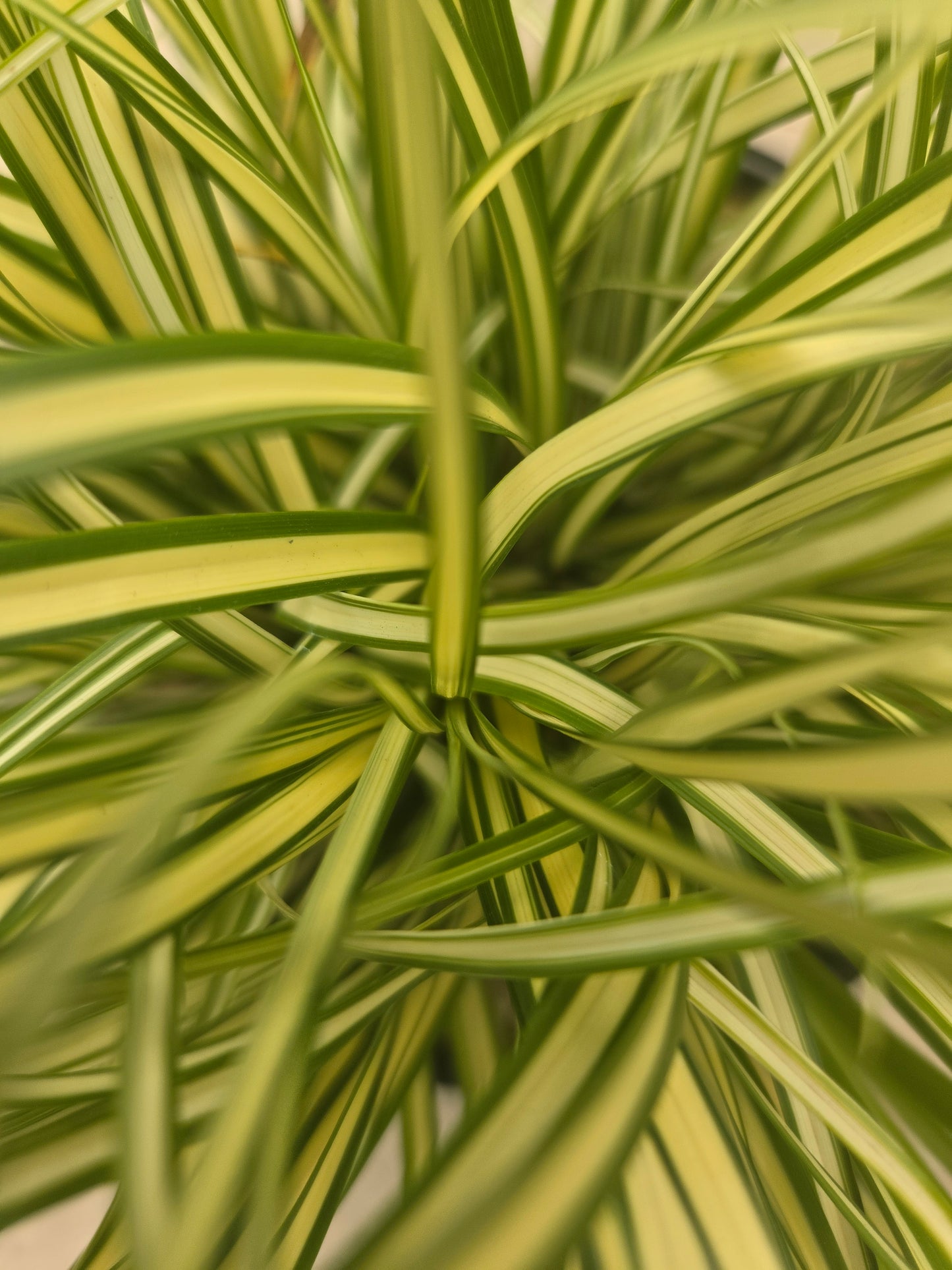 Evergold | Sedge