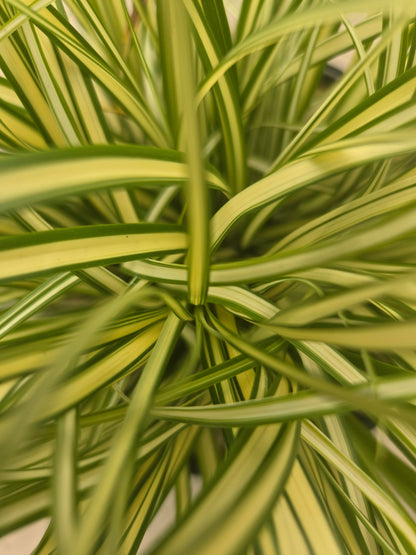 Evergold | Sedge