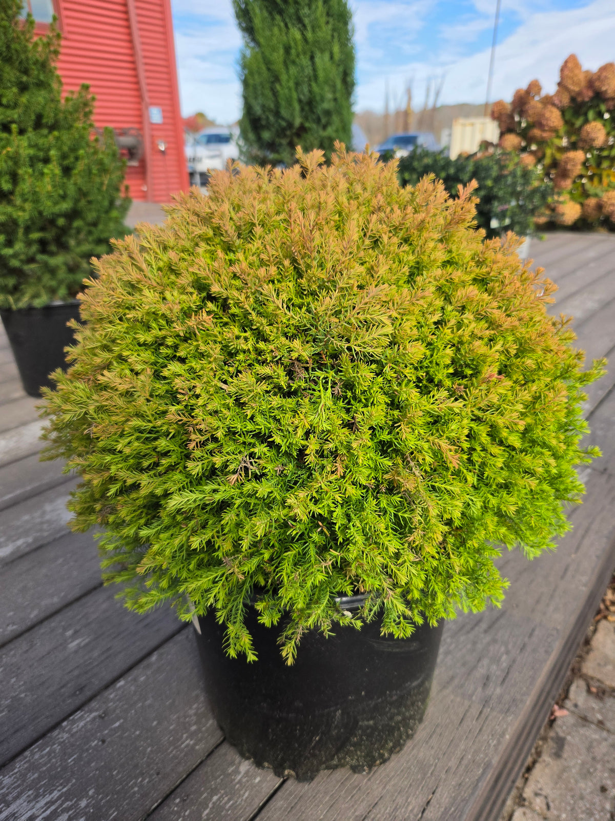 Fire Chief™ | Arborvitae