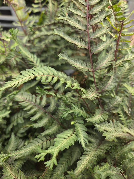 Crested Surf | Japanese Painted Fern