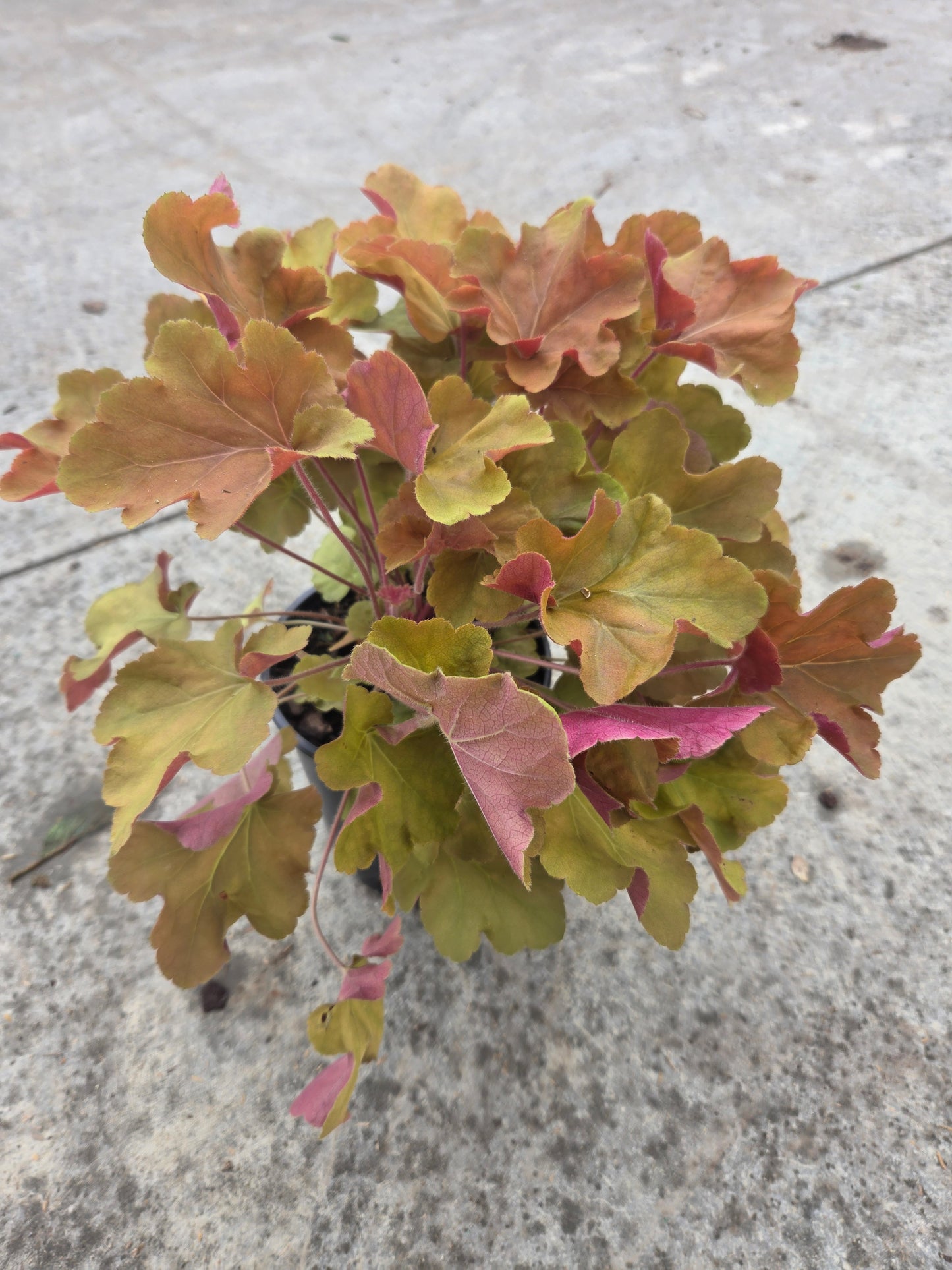 Caramel | Coral Bells