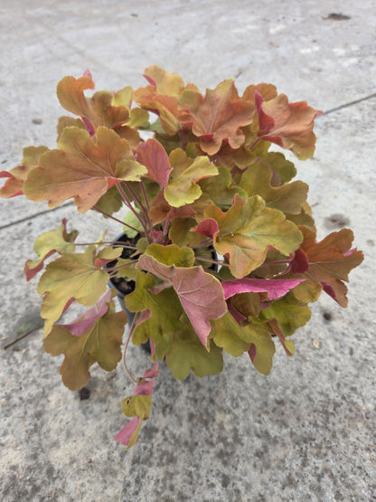 Caramel | Coral Bells