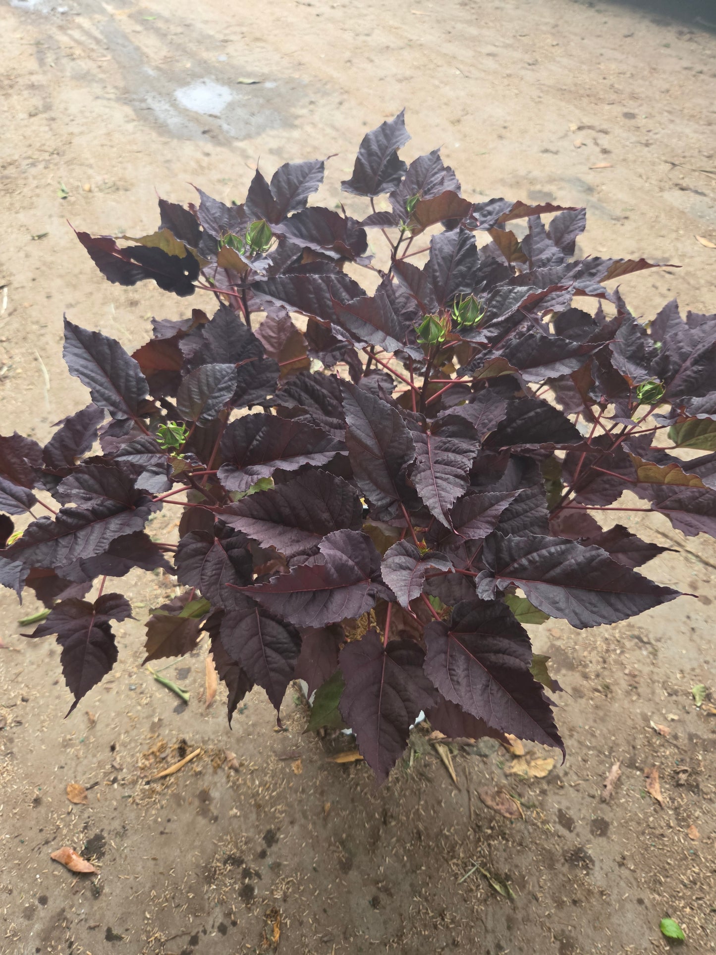Summerific® Edge of Night | Hardy Hibiscus