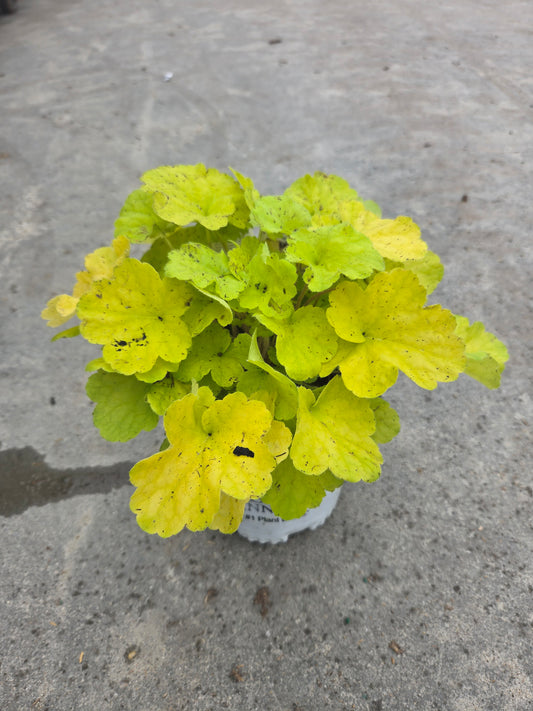 Primo Pistachio Ambrosia | Coral Bells