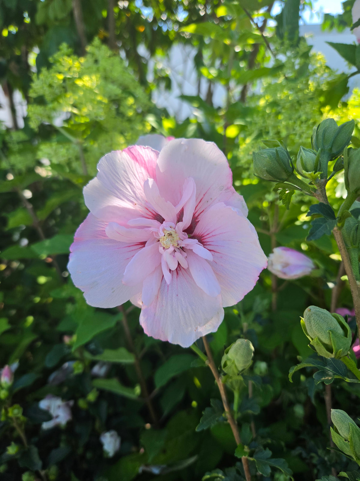 Pink Chiffon® Rose of Sharon (Hibiscus syr. 'Pink Chiffon')