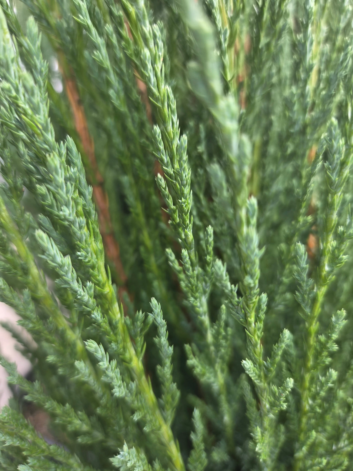 Blue Arrow Juniper (Juniperus virginiana 'Blue Arrow')