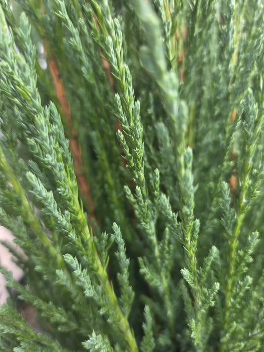 Blue Arrow Juniper (Juniperus virginiana 'Blue Arrow')
