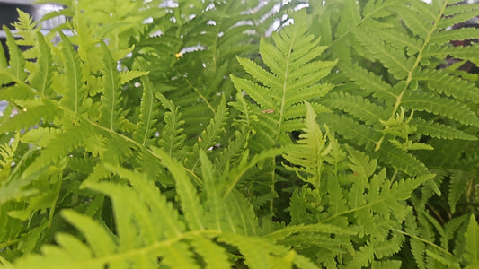 Ostrich Fern