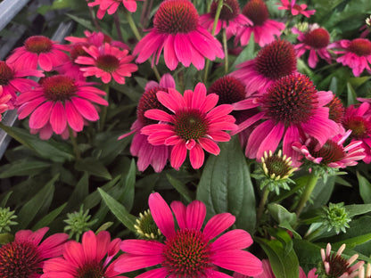 Sunmagic™ Vintage Lipstick Coneflower - photo 2
