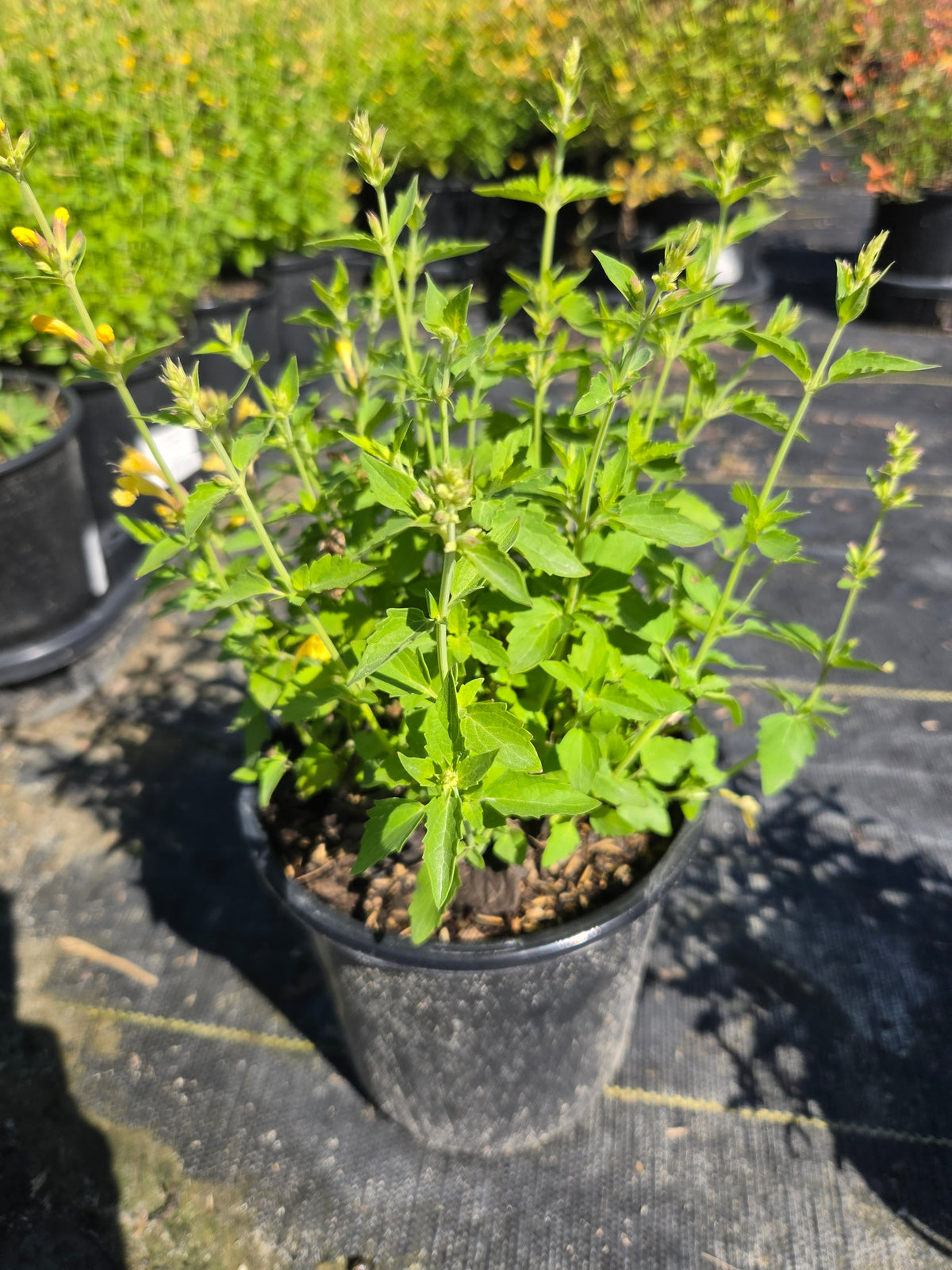 Kudos Yellow Hyssop (Agastache 'Kudos Yellow')