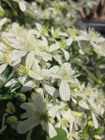 Sweet Autumn Clematis - photo 3