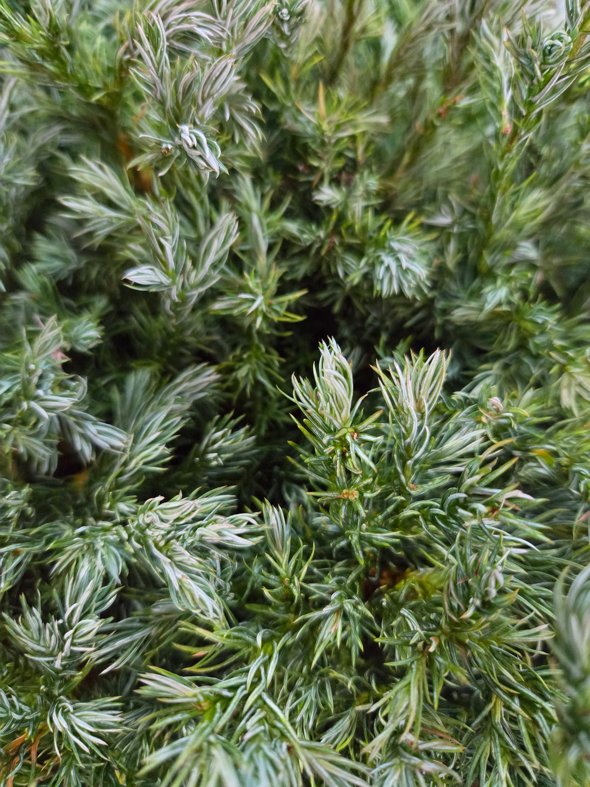 True Blue False Cypress - photo 2