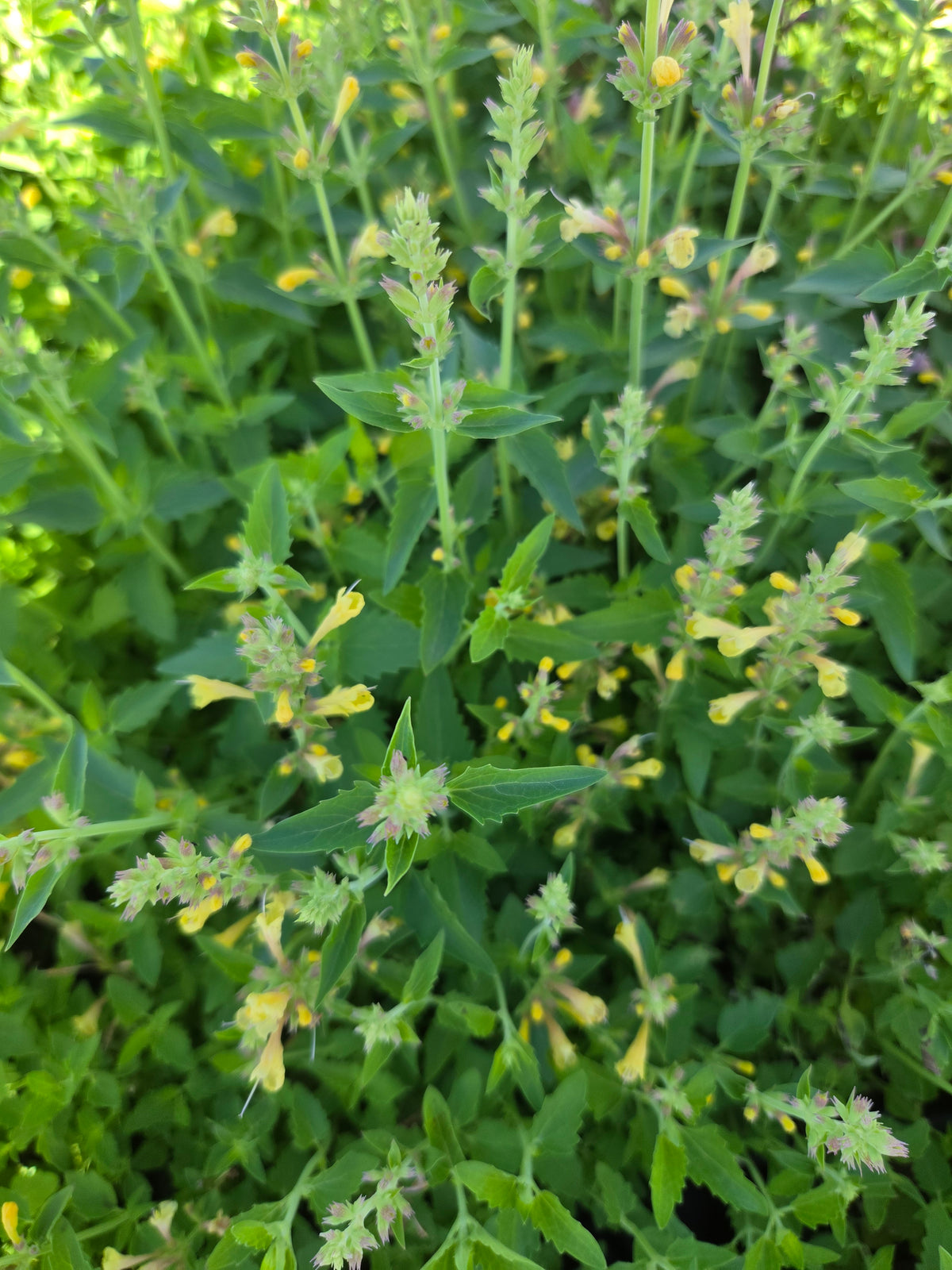 Kudos Yellow Hyssop - photo 2