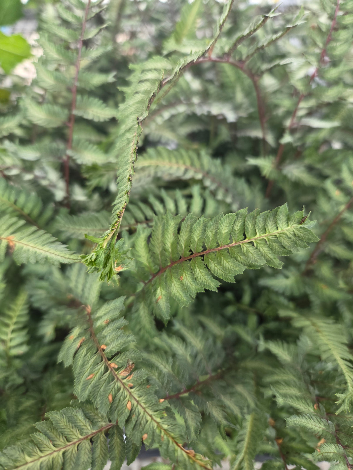 Crested Surf Japanese Painted Fern - photo 2