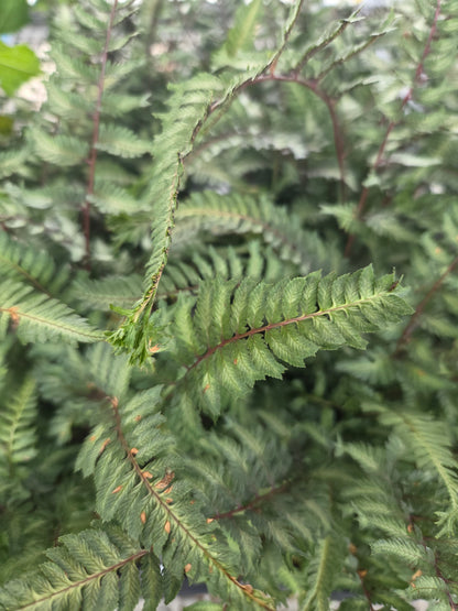Crested Surf Japanese Painted Fern - photo 2