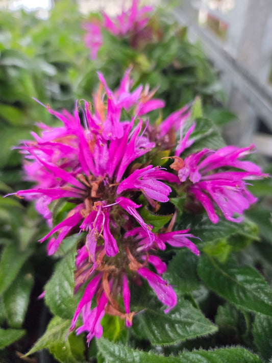 Pardon My Lavender II Bee Balm (Monarda 'Pardon My Lavender Ii')