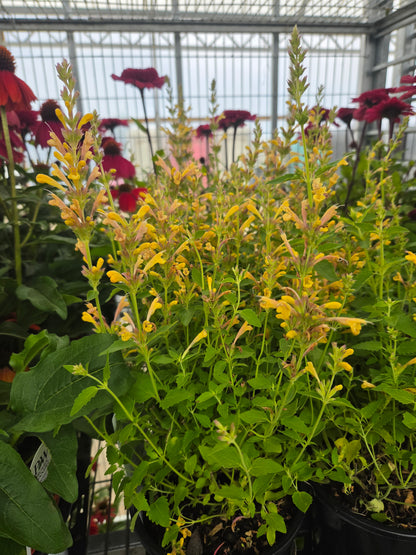 Kudos Yellow Hyssop - photo 3