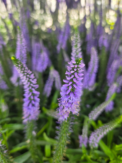 Ever After | Speedwell