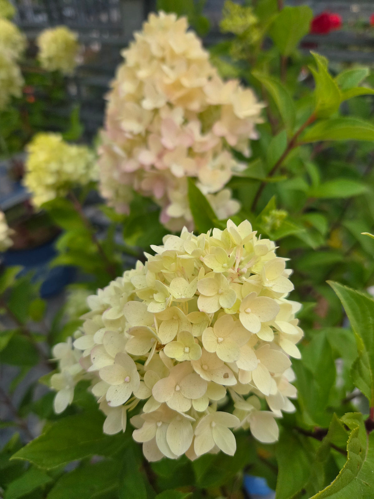 Dragon Baby Panicle Hydrangea (Hydrangea pan. 'Dragon Baby')