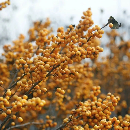 Berry Heavy Gold Winterberry (Ilex verticillata 'Berry Heavy Gold')