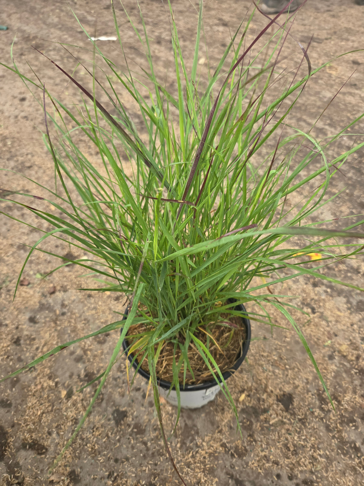 Prairie Winds® Cheyenne Sky Switch Grass - photo 2
