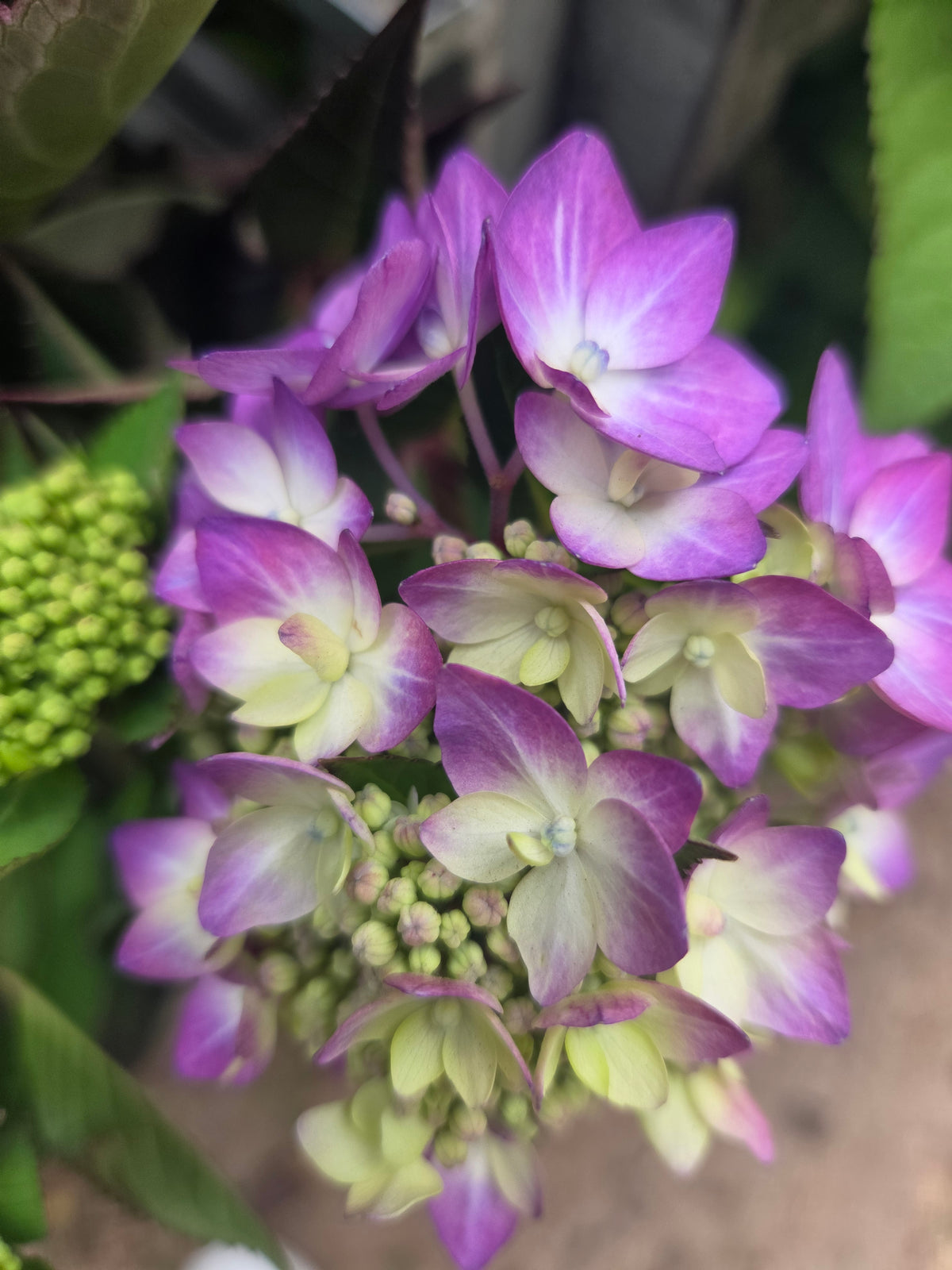 Let's Dance® Can Do! | Mophead Hydrangea