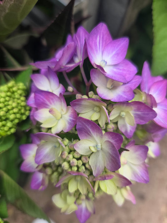 Let's Dance® Can Do! Mophead Hydrangea (Hydrangea m.s. l.d. 'Can Do!')