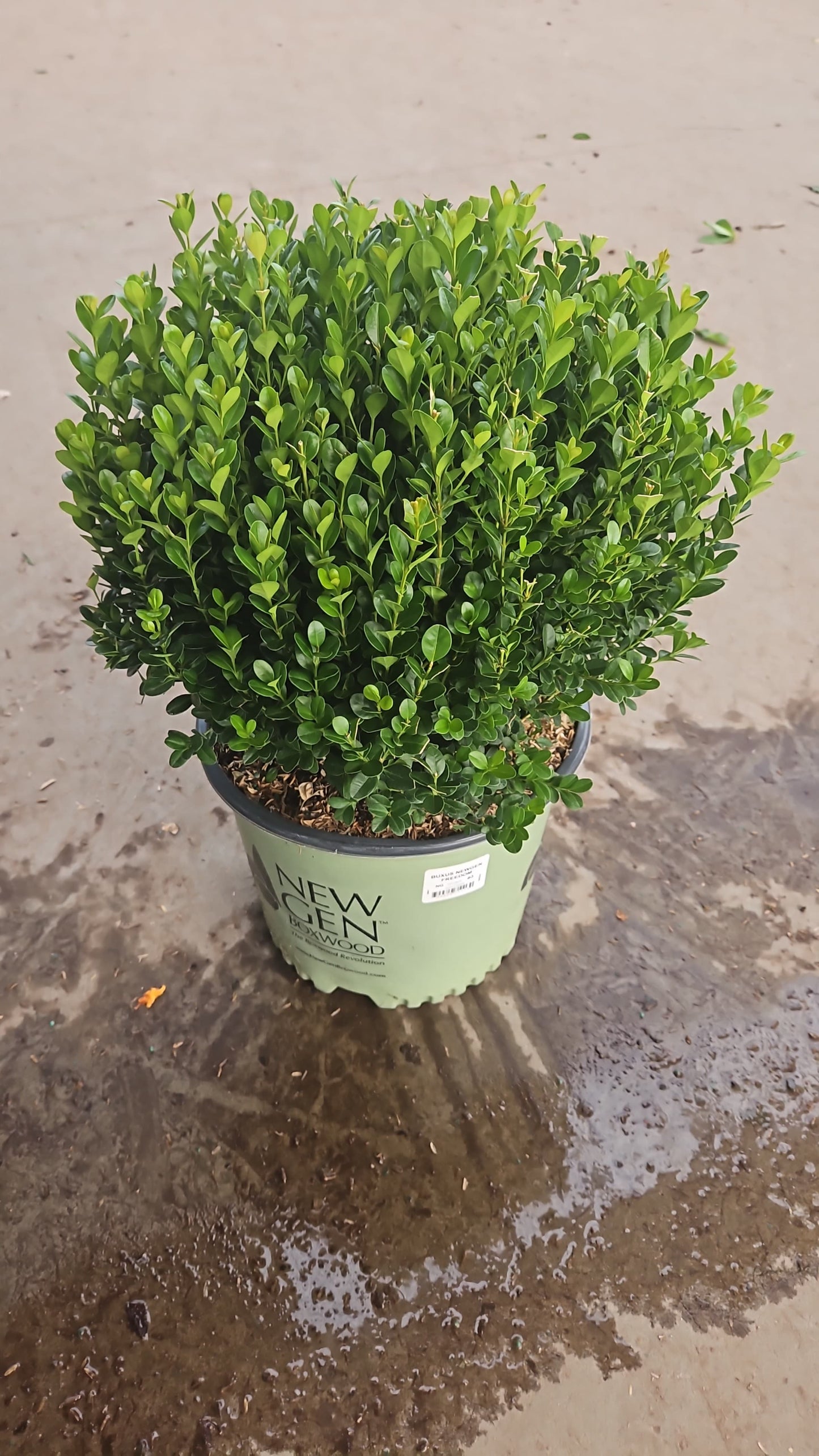 Newgen Freedom | Boxwood