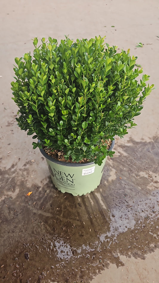 Newgen Freedom | Boxwood