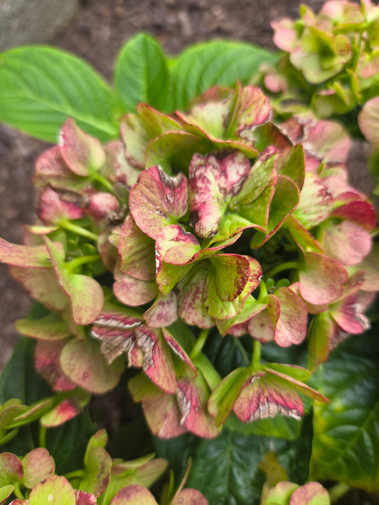 Grin and Tonic Mophead Hydrangea (Hydrangea m 'Grin and Tonic')