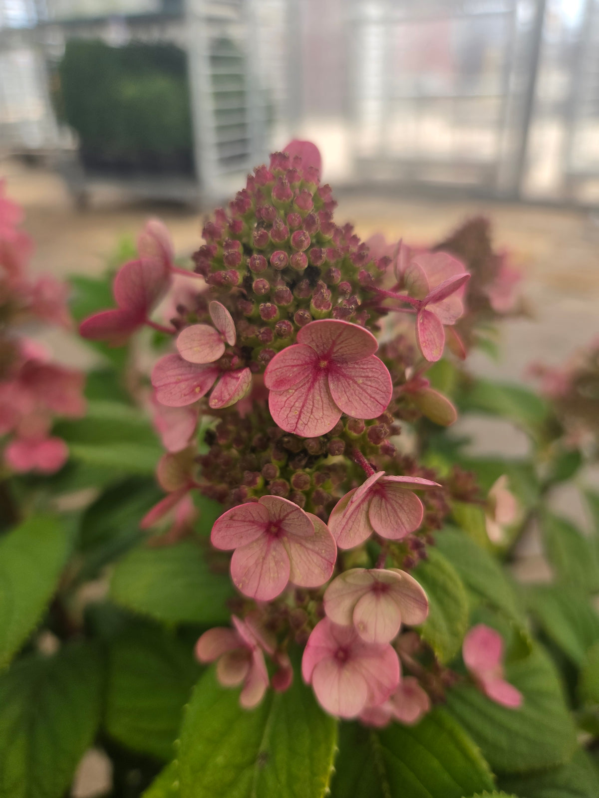 Little Quick Fire® Panicle Hydrangea - photo 3