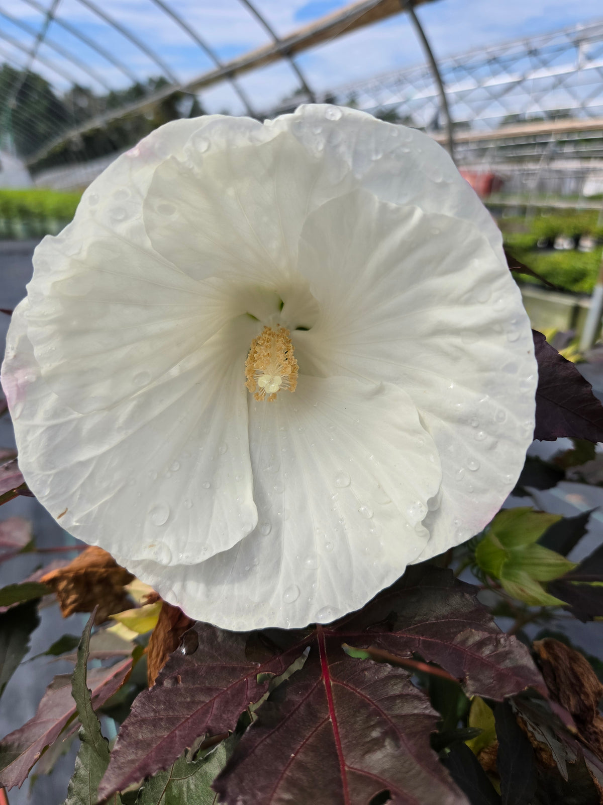 Summerific® Cookies & Cream Hardy Hibiscus (Hibiscus summerific 'Cookies & Cream')