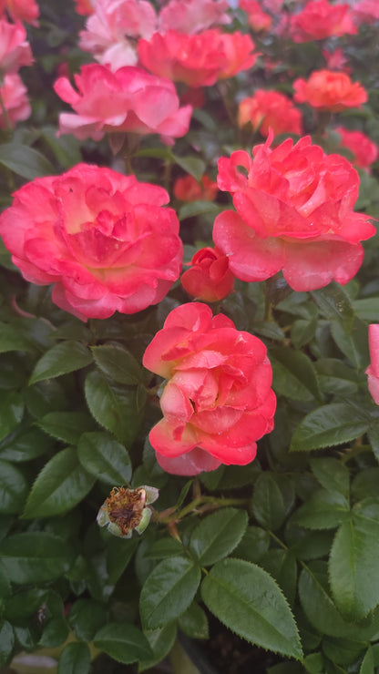 Knock Out® Orange Glow | Rose