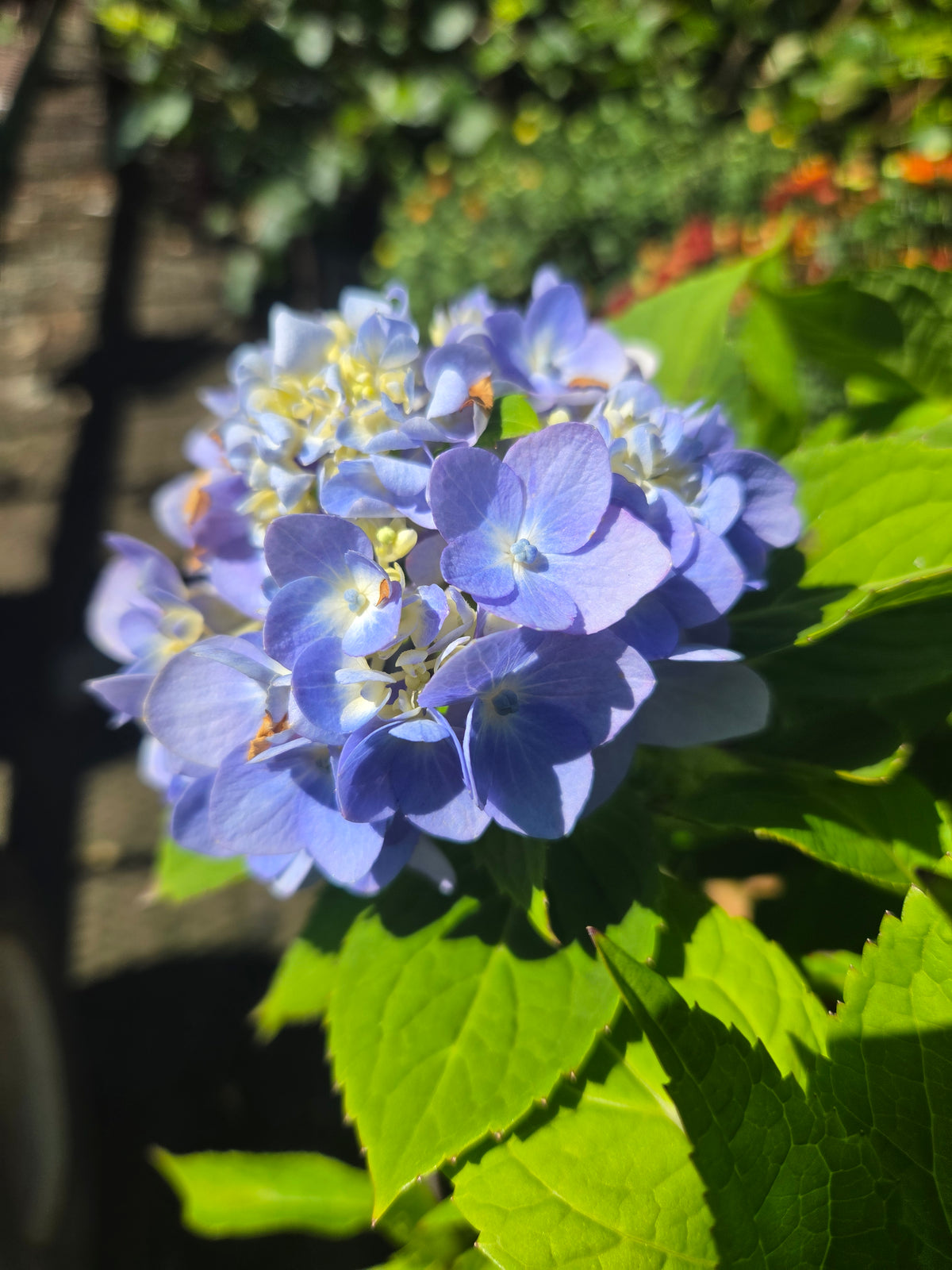 Endless Summer® Mophead Hydrangea - photo 2