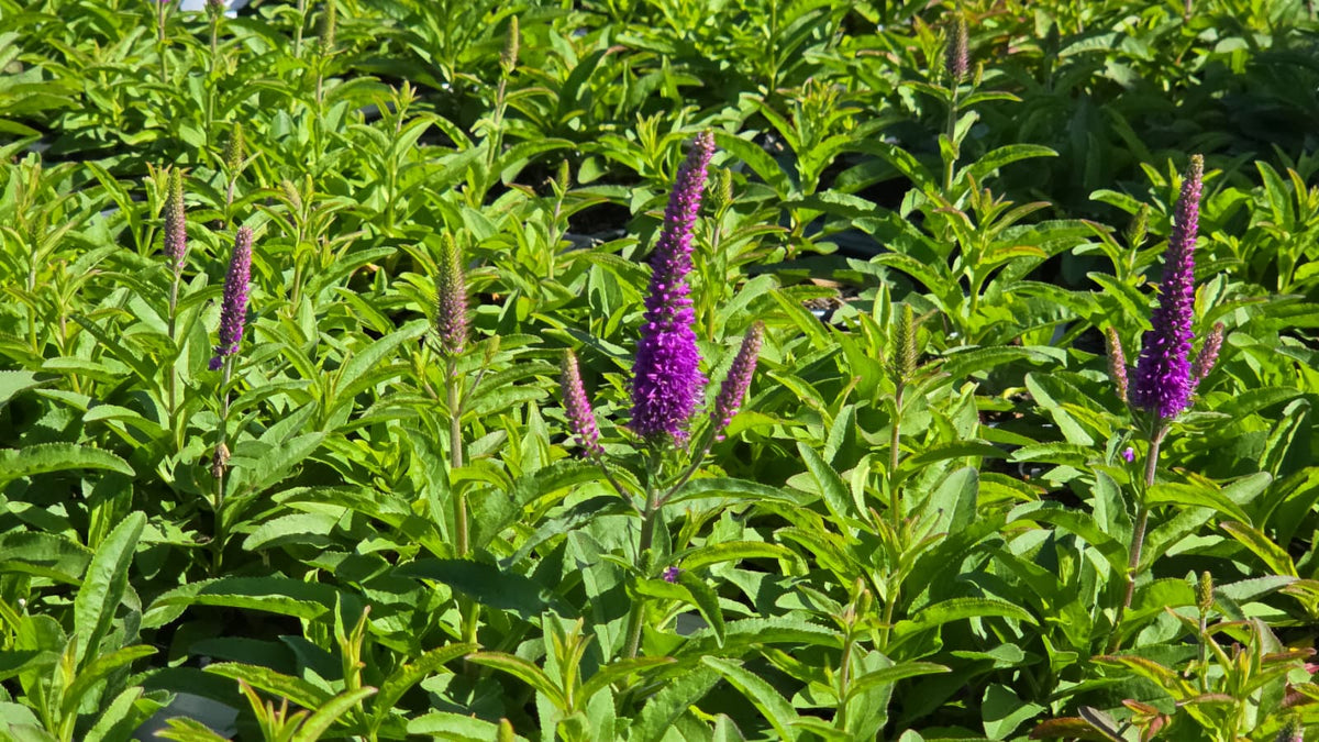 Purple Illusion Speedwell - photo 2