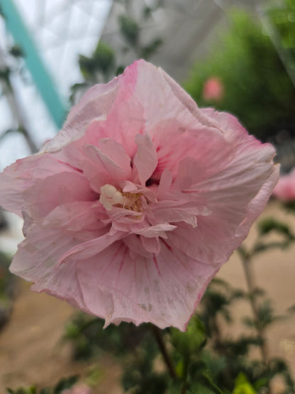 Pink Chiffon® | Rose of Sharon