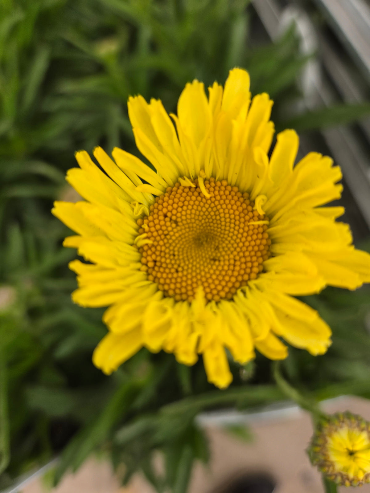 Sweet Daisy® Izabel Shasta Daisy (Leucanthemum sweet daisy® izabel)