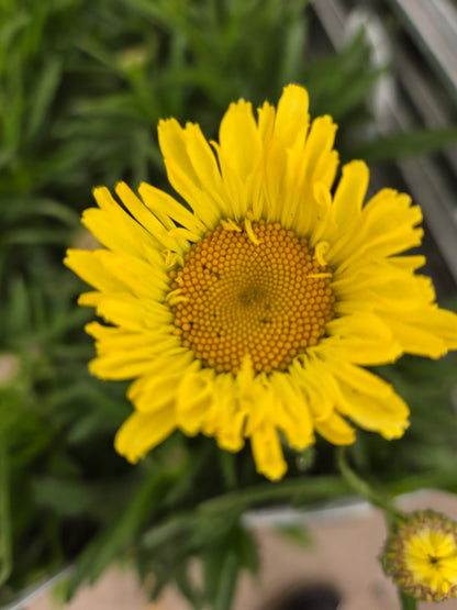 Sweet Daisy® Izabel Shasta Daisy (Leucanthemum sweet daisy® izabel)