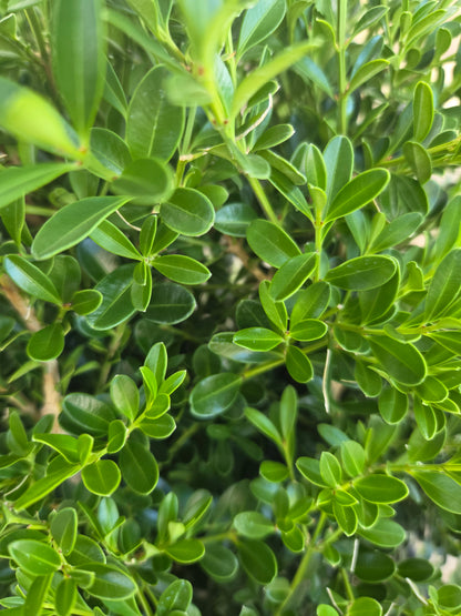 Better Boxwood® Skylight™ | Boxwood