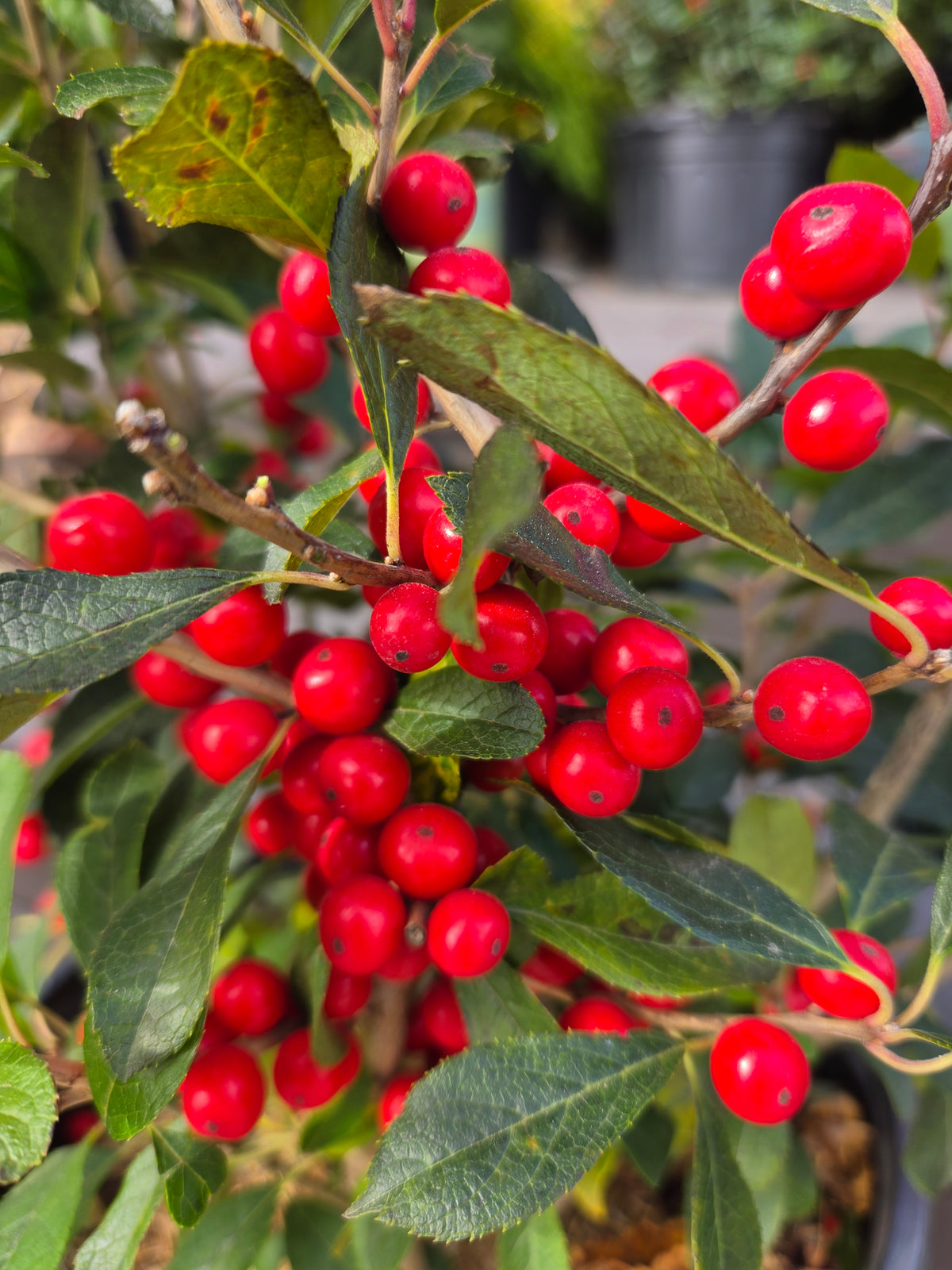 Red Sprite | Winterberry