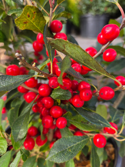 Red Sprite | Winterberry