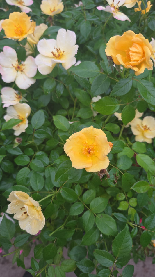 Easy Bee-zy™ Knock Out® | Rose