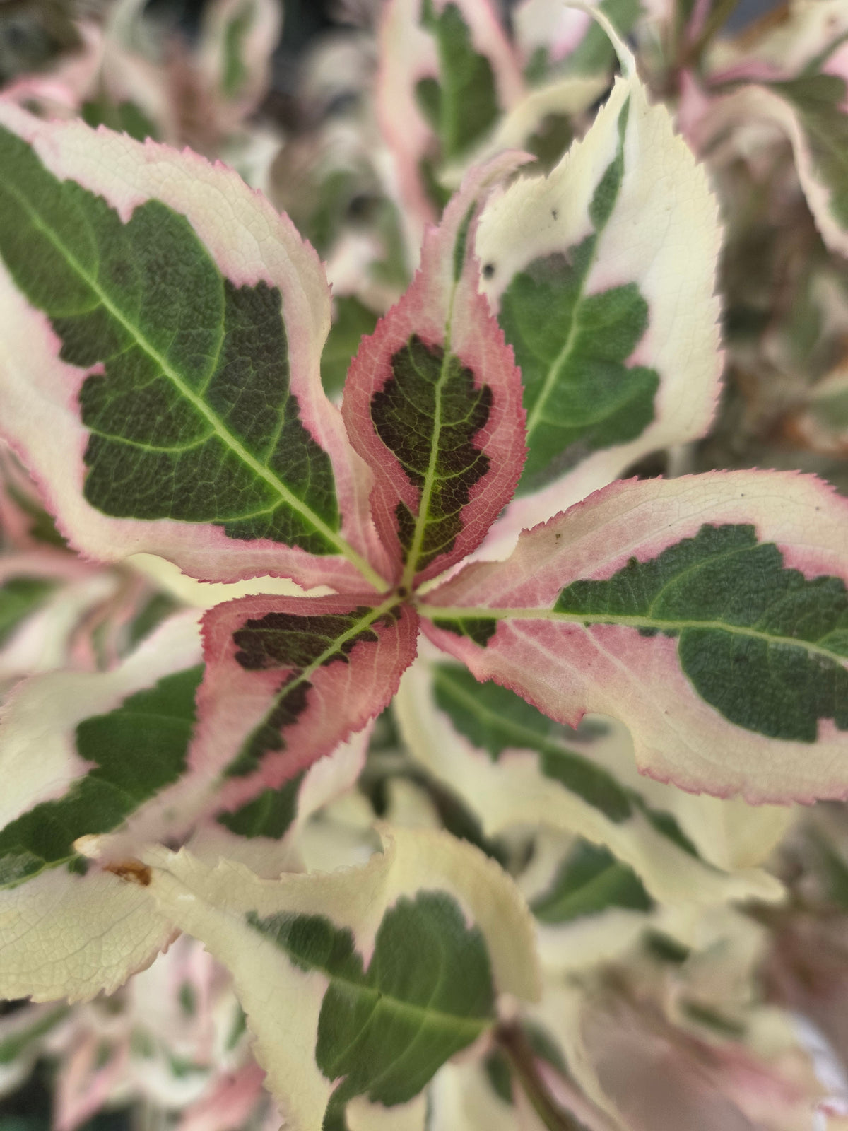 My Monet® | Weigela