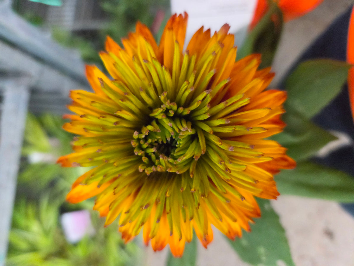Solar Sisters™ Black-Eyed Susan - photo 3